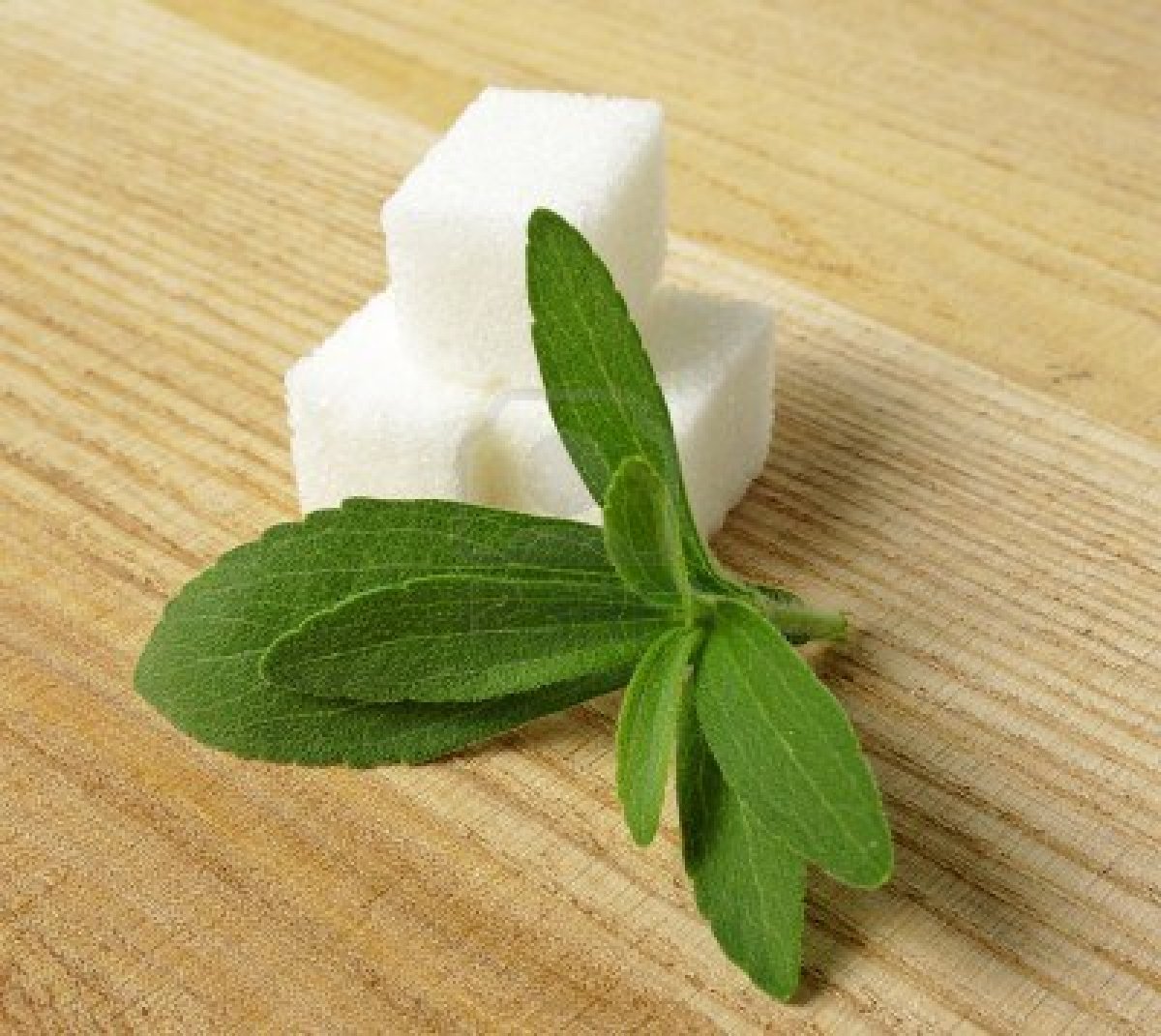 Stevia 